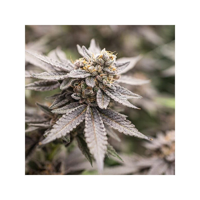 Dynamite Diesel semi cannabis Royal Queen Seeds