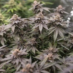 Dynamite Diesel semi cannabis Royal Queen Seeds