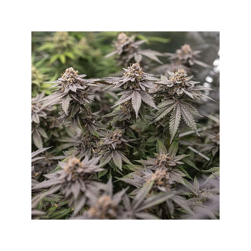Dynamite Diesel semi cannabis Royal Queen Seeds