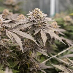 Dynamite Diesel semi cannabis Royal Queen Seeds