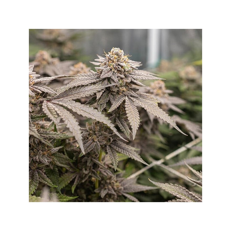 Dynamite Diesel semi cannabis Royal Queen Seeds