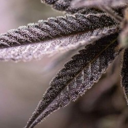 Dynamite Diesel semi cannabis Royal Queen Seeds