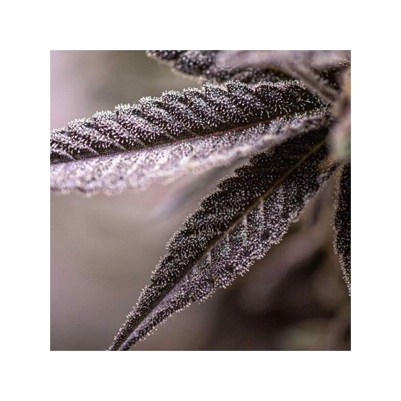 Dynamite Diesel semi cannabis Royal Queen Seeds