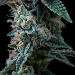 Dynamite Diesel semi cannabis Royal Queen Seeds