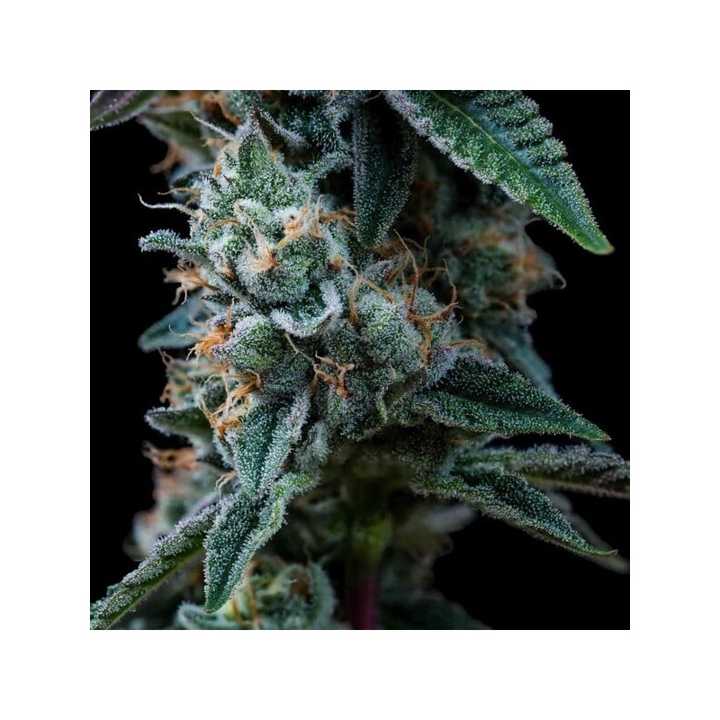 Dynamite Diesel semi cannabis Royal Queen Seeds