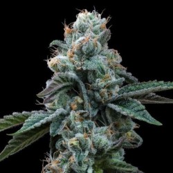 Dynamite Diesel semi cannabis Royal Queen Seeds
