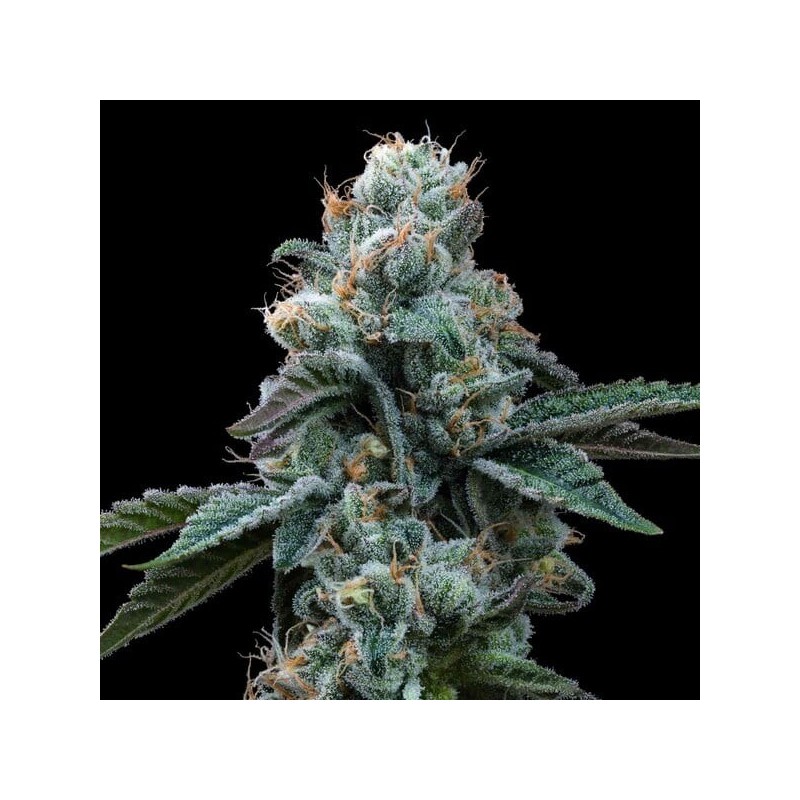 Dynamite Diesel semi cannabis Royal Queen Seeds