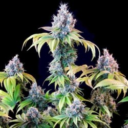 Dynamite Diesel semi cannabis Royal Queen Seeds