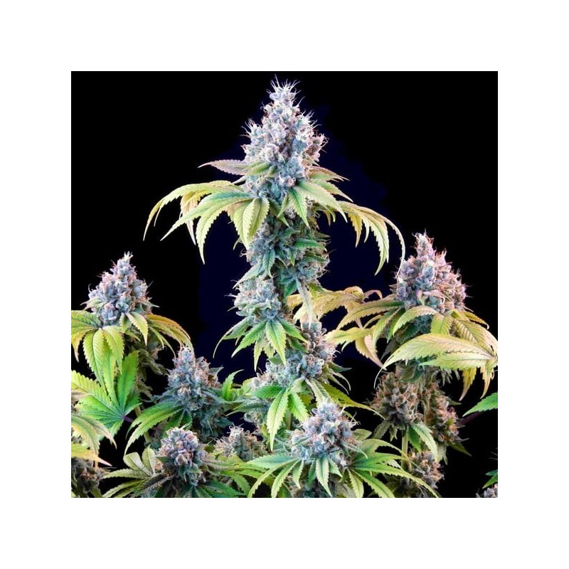 Dynamite Diesel semi cannabis Royal Queen Seeds