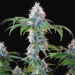 Dynamite Diesel semi cannabis Royal Queen Seeds