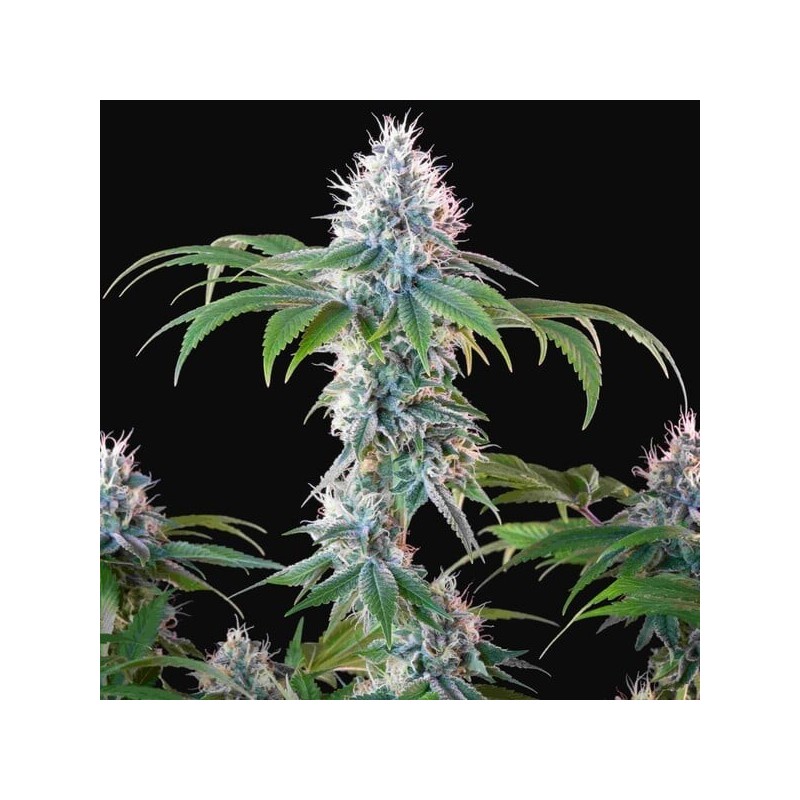 Dynamite Diesel semi cannabis Royal Queen Seeds