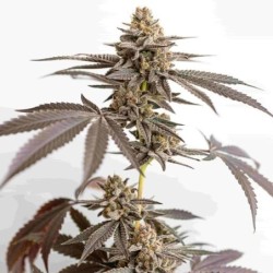 Dynamite Diesel semi cannabis Royal Queen Seeds