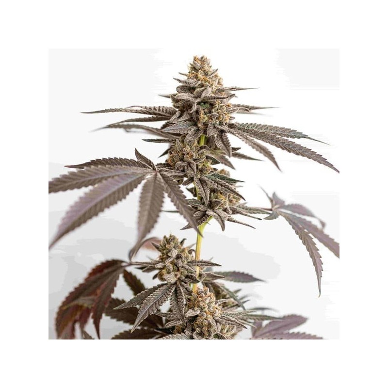 Dynamite Diesel semi cannabis Royal Queen Seeds