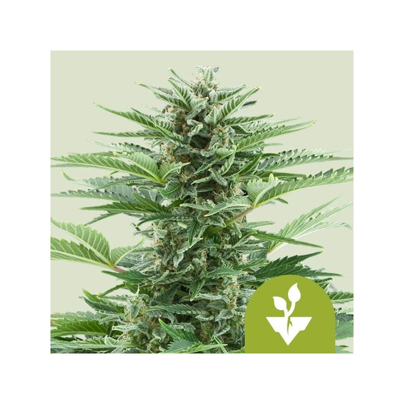Easy Bud Auto semi cannabis Royal Queen Seeds