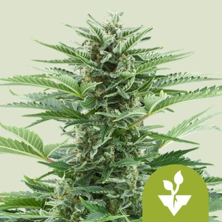 Easy Bud Auto semi cannabis Royal Queen Seeds