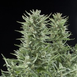 Easy Bud Auto semi cannabis Royal Queen Seeds
