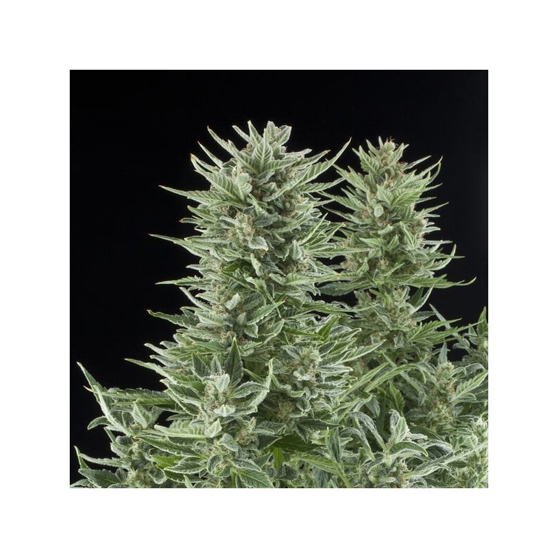 Easy Bud Auto semi cannabis Royal Queen Seeds