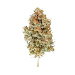 Easy Bud Auto semi cannabis Royal Queen Seeds