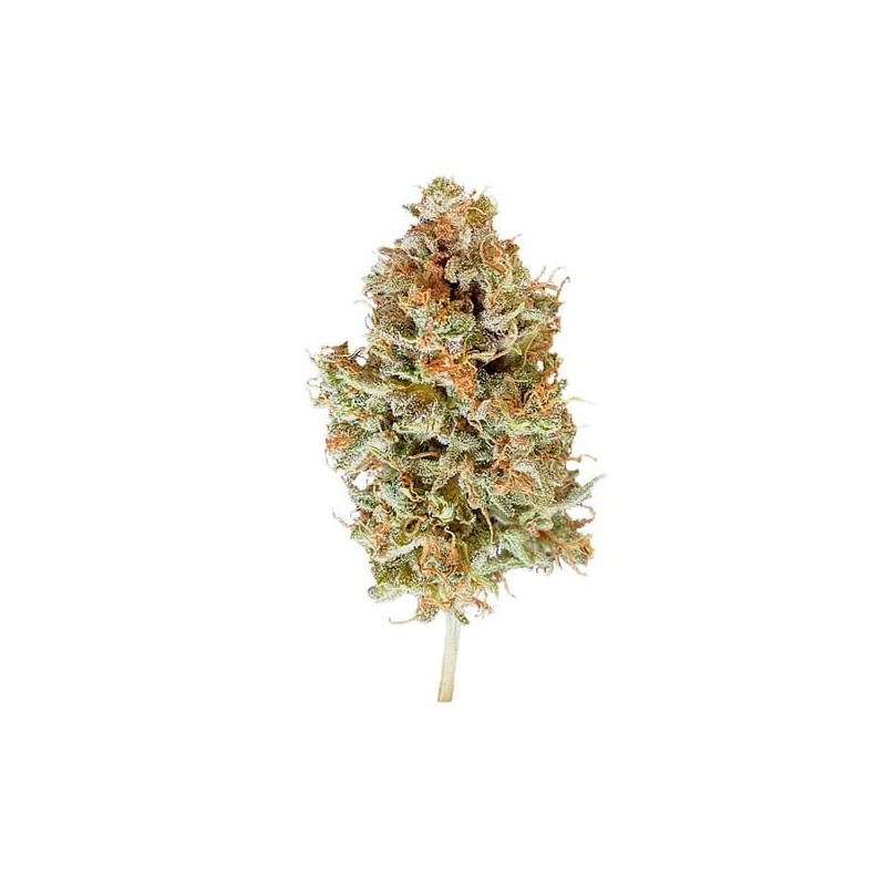 Easy Bud Auto semi cannabis Royal Queen Seeds
