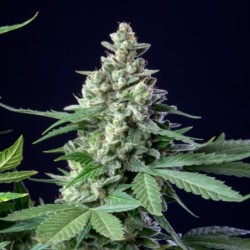 Easy Bud Auto semi cannabis Royal Queen Seeds