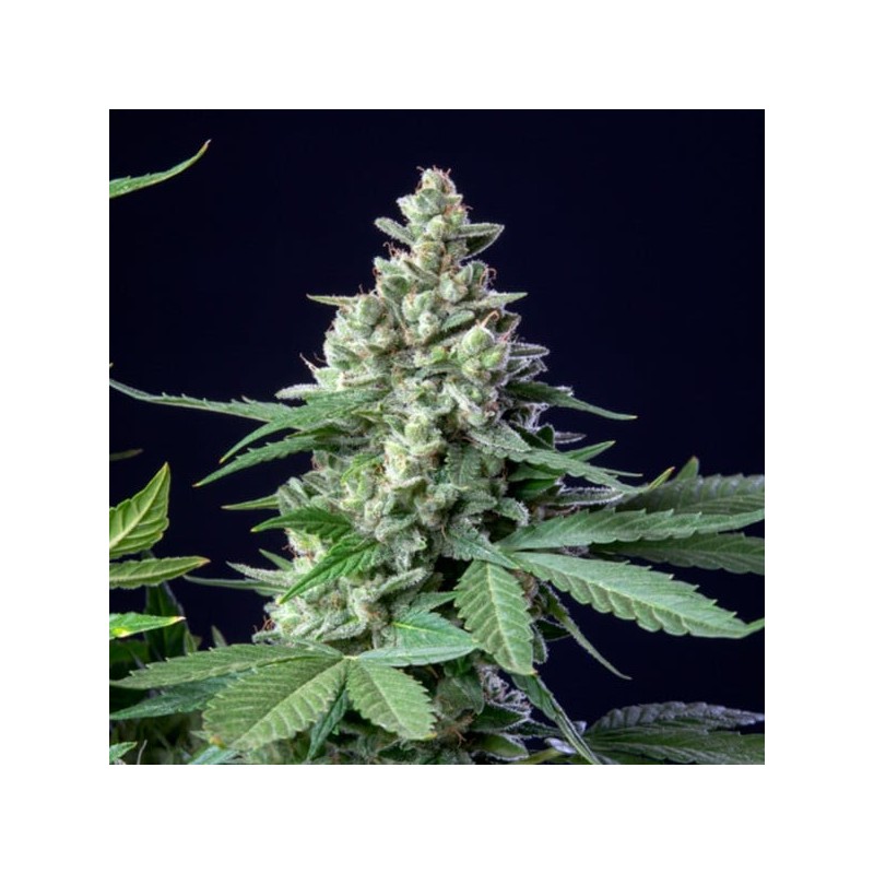Easy Bud Auto semi cannabis Royal Queen Seeds