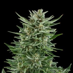 Easy Bud Auto semi cannabis Royal Queen Seeds