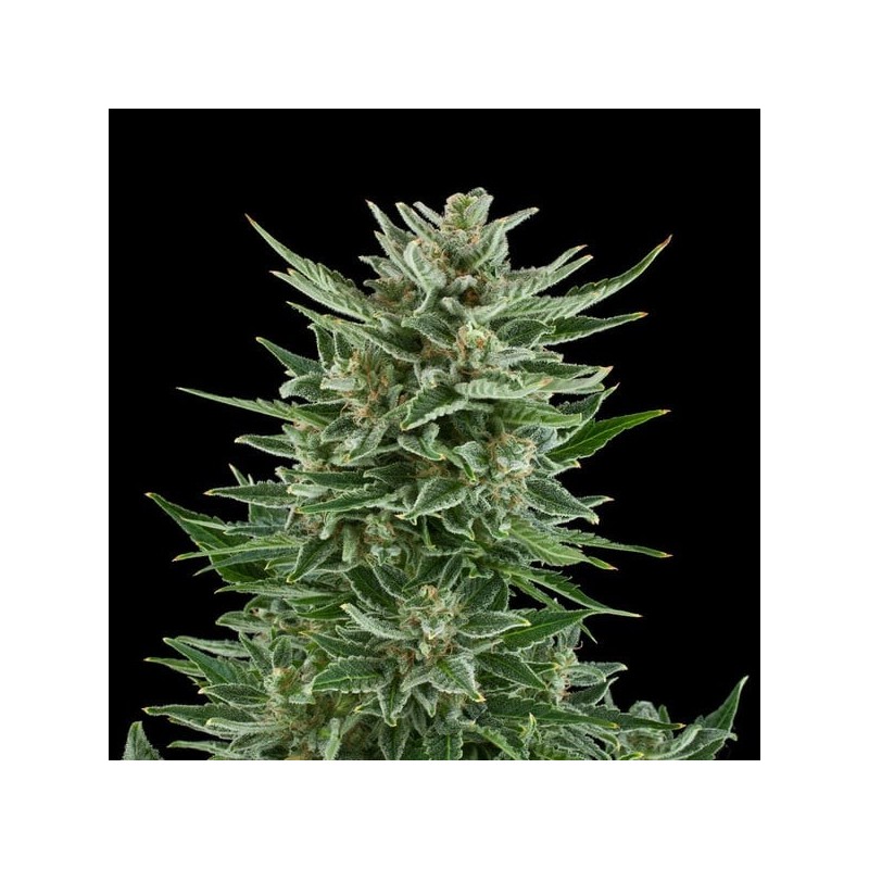Easy Bud Auto semi cannabis Royal Queen Seeds