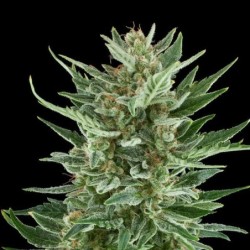 Easy Bud Auto semi cannabis Royal Queen Seeds