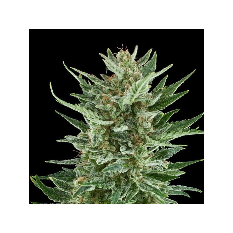 Easy Bud Auto semi cannabis Royal Queen Seeds