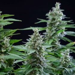 Easy Bud Auto semi cannabis Royal Queen Seeds