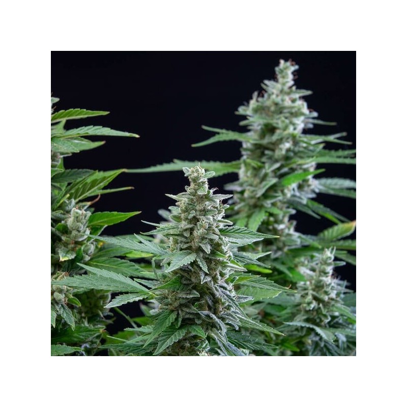 Easy Bud Auto semi cannabis Royal Queen Seeds