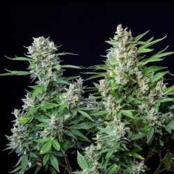 Easy Bud Auto semi cannabis Royal Queen Seeds