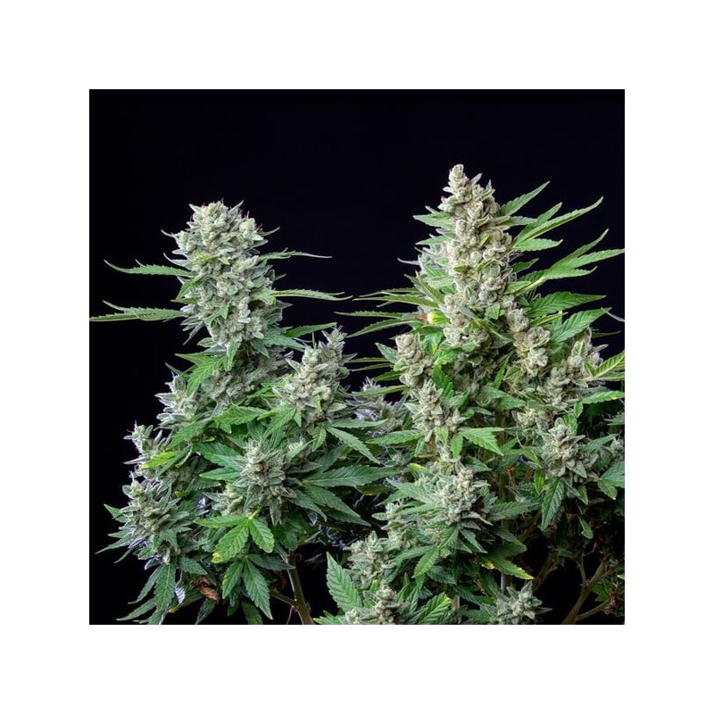 Easy Bud Auto semi cannabis Royal Queen Seeds