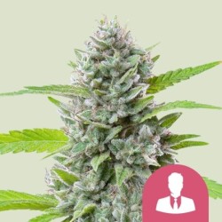 El Patron semi cannabis Royal Queen Seeds