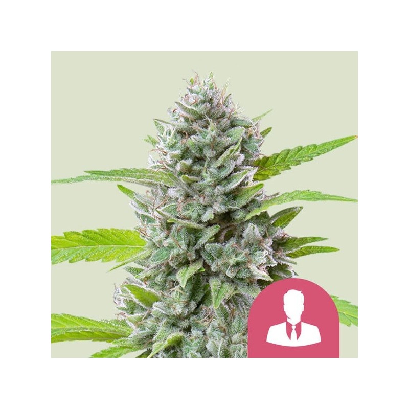 El Patron semi cannabis Royal Queen Seeds