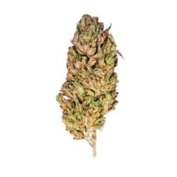 El Patron semi cannabis Royal Queen Seeds