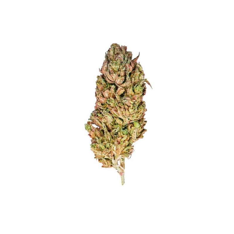 El Patron semi cannabis Royal Queen Seeds