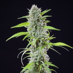 El Patron semi cannabis Royal Queen Seeds