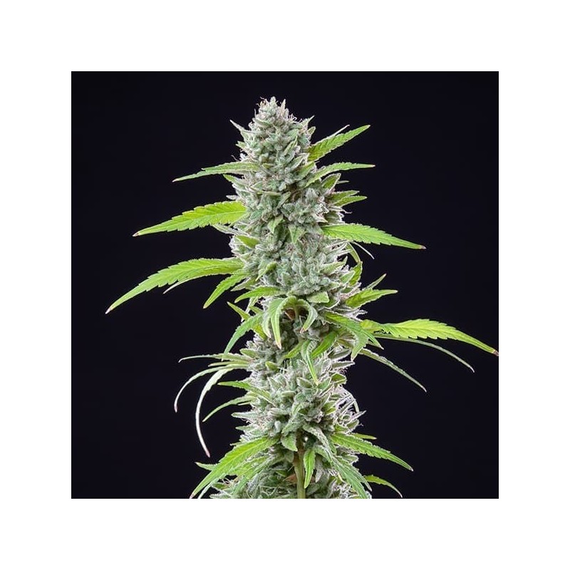 El Patron semi cannabis Royal Queen Seeds