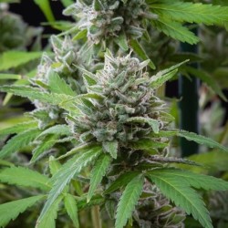 El Patron semi cannabis Royal Queen Seeds