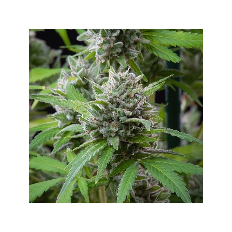 El Patron semi cannabis Royal Queen Seeds