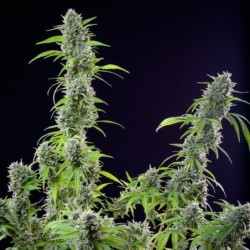 El Patron semi cannabis Royal Queen Seeds