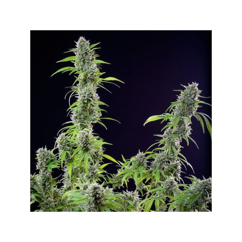 El Patron semi cannabis Royal Queen Seeds