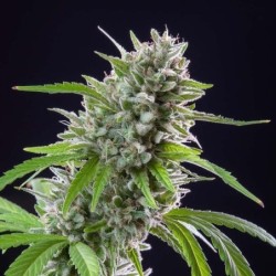 El Patron semi cannabis Royal Queen Seeds
