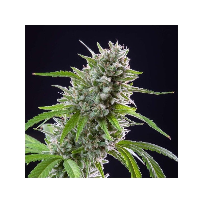 El Patron semi cannabis Royal Queen Seeds