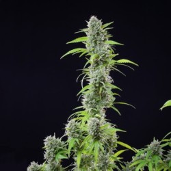 El Patron semi cannabis Royal Queen Seeds
