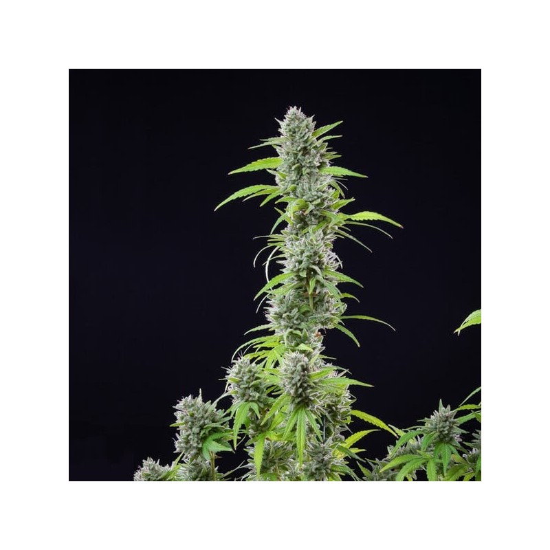 El Patron semi cannabis Royal Queen Seeds