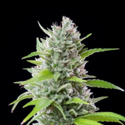 El Patron semi cannabis Royal Queen Seeds