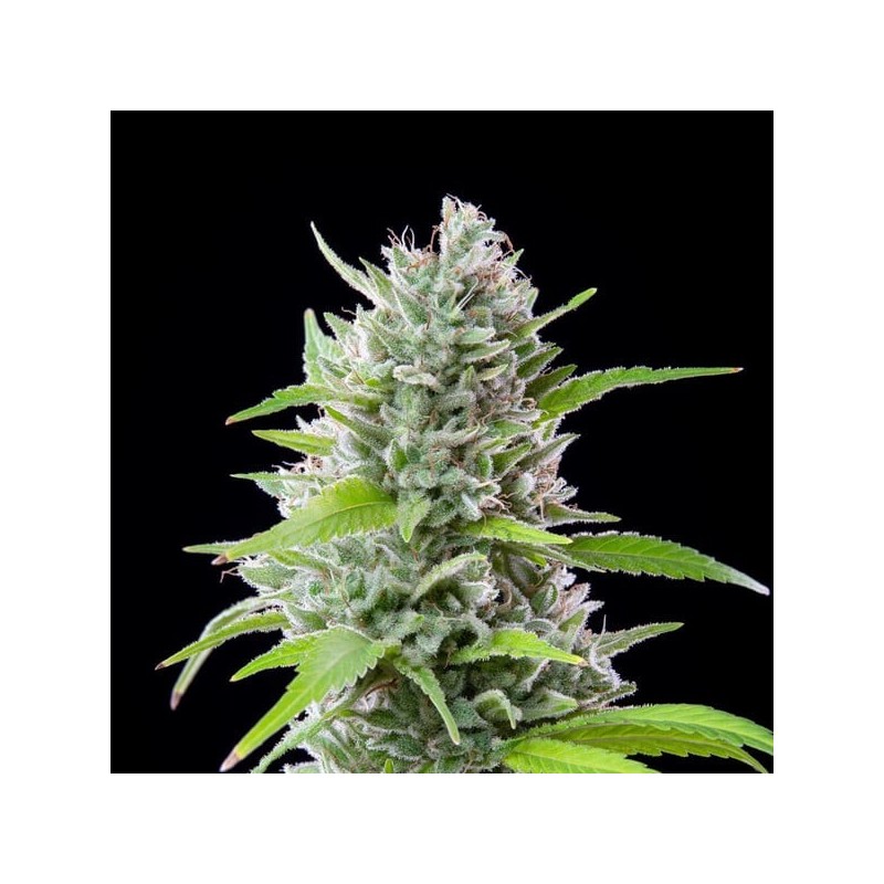 El Patron semi cannabis Royal Queen Seeds