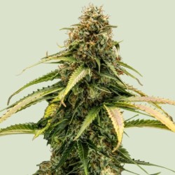 Epsilon F1 Auto semi cannabis Royal Queen Seeds